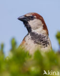 Huismus (Passer domesticus)