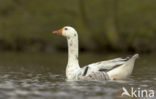Greylag Goose x  Swan Goose (Anser anser x Anser cygnoides)