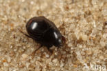 Hypocaccus metallicus