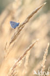 Icarusblauwtje (Polyommatus icarus)