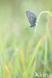 Common Blue (Polyommatus icarus)