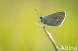 Icarusblauwtje (Polyommatus icarus)