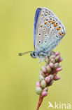 Common Blue (Polyommatus icarus)