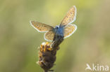 Icarusblauwtje (Polyommatus icarus)