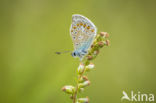 Icarusblauwtje (Polyommatus icarus)