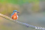 IJsvogel (Alcedo atthis)