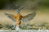 Kingfisher (Alcedo atthis)