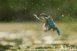 Kingfisher (Alcedo atthis)