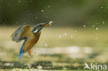 IJsvogel (Alcedo atthis)