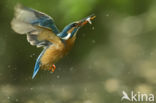 IJsvogel (Alcedo atthis)