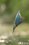 IJsvogel (Alcedo atthis)