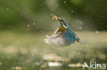 Kingfisher (Alcedo atthis)