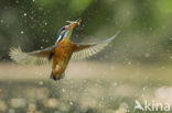 IJsvogel (Alcedo atthis)