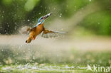 Kingfisher (Alcedo atthis)