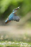 Kingfisher (Alcedo atthis)