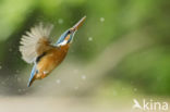 Kingfisher (Alcedo atthis)