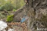 IJsvogel (Alcedo atthis)