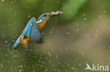 Kingfisher (Alcedo atthis)