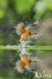 Kingfisher (Alcedo atthis)