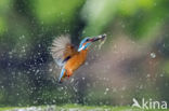 Kingfisher (Alcedo atthis)