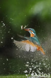 Kingfisher (Alcedo atthis)