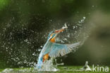 Kingfisher (Alcedo atthis)