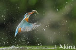 Kingfisher (Alcedo atthis)