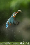 IJsvogel (Alcedo atthis)