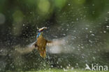 IJsvogel (Alcedo atthis)