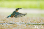 IJsvogel (Alcedo atthis)