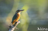 Kingfisher (Alcedo atthis)