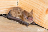 Ingekorven vleermuis (Myotis emarginatus)