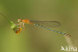 Ischnura fluviatilis