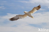 Northern Gannet (Morus bassanus)