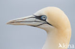 Northern Gannet (Morus bassanus)