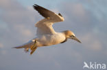 Northern Gannet (Morus bassanus)