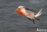 Northern Gannet (Morus bassanus)