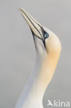 Northern Gannet (Morus bassanus)