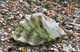 Japanse oester (Crassostrea gigas)