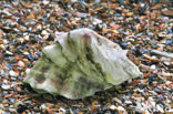 Japanse oester (Crassostrea gigas)