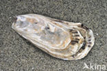 Japanse oester (Crassostrea gigas)