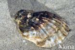 Japanse oester (Crassostrea gigas)