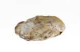 Japanese Oyster (Crassostrea gigas)