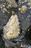 Japanse oester (Crassostrea gigas)