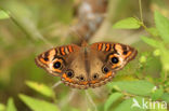 West Indian Buckeye (Junonia evarete)