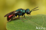 gold wasp (Hedychrum nobile)