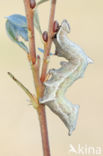 Kameeltje (Notodonta ziczac)