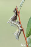 Pebble Prominent (Notodonta ziczac)