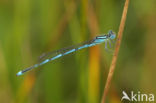 Damselfly (Erythromma lindenii)