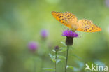 Keizersmantel (Argynnis paphia)